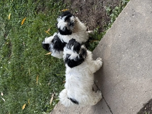 Cățeluși shitzu de vânzare  - imagine 2