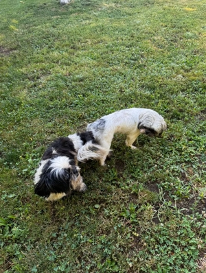 Cățeluși shitzu de vânzare  - imagine 5