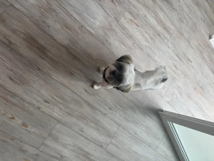 Cățeluși shitzu de vânzare  - imagine 3