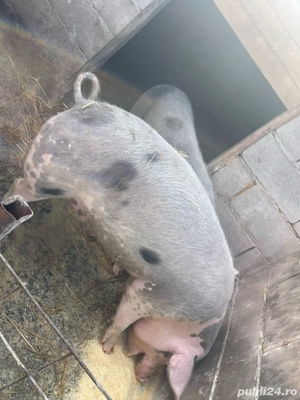 vand doua scroafe de sacrificat si purcei  - imagine 2