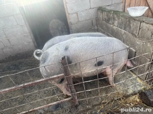 vand doua scroafe de sacrificat si purcei 