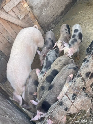 vand doua scroafe de sacrificat si purcei  - imagine 4