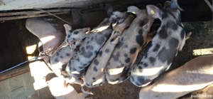 De vânzare Șoldani  - imagine 2