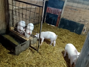 Purcei De vânzare ,căutăm căsuță. - imagine 3