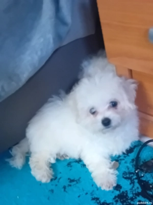 Bichon maltez 