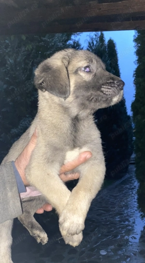 Catel de vanzare din tata Corb si mama Kangal - imagine 2