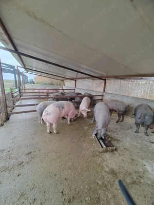 Vand porci crescuți natural 