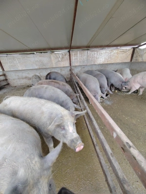 Vand porci crescuți natural  - imagine 3