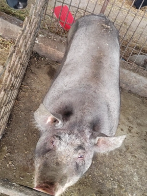 Vand porci crescuți natural  - imagine 5