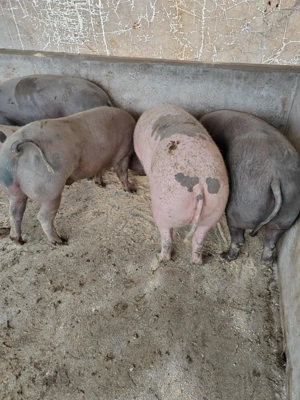 Vand porci crescuți natural  - imagine 4