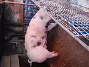 Vând Porci - Landrace și Pietran