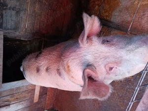 Vând Porci - Landrace și Pietran - imagine 2