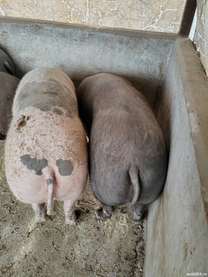 Vând porci - imagine 2