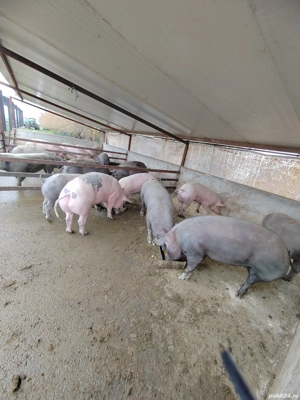 Vând porci - imagine 3