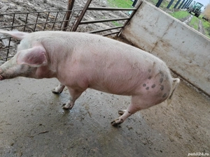 Vând porci - imagine 4