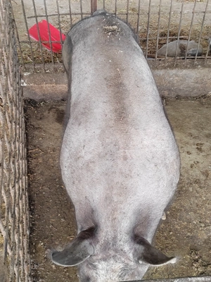 Vând porci - imagine 5