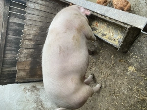 Porc de vânzare 