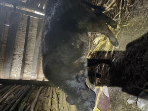 Vițea de vânzare 7 luni - imagine 2