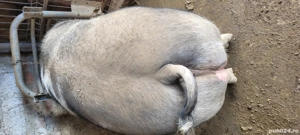 Porci rasa pietrain  - imagine 3