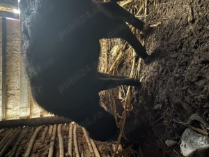 Vițea de vânzare 7 luni - imagine 4