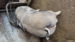Porci rasa pietrain  - imagine 4