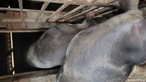 Porci rasa pietrain  - imagine 2