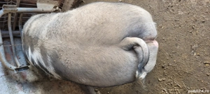 Porci rasa pietrain  - imagine 5