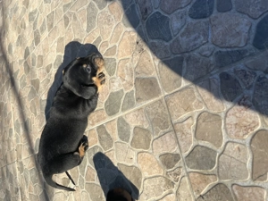 Tekel rasa pura - imagine 3