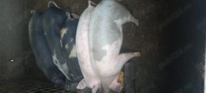 Purcei și grasuni pret 400  porci la 100 kg