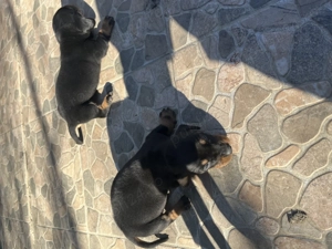 Tekel rasa pura - imagine 2