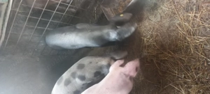 Purcei și grasuni pret 400  porci la 100 kg - imagine 2