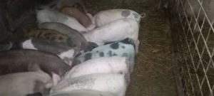 Purcei și grasuni pret 400  porci la 100 kg - imagine 3