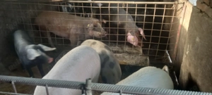 Purcei și grasuni pret 400  porci la 100 kg - imagine 4