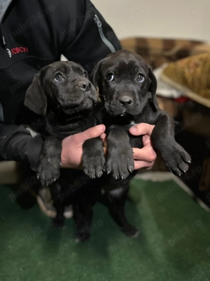 Cane corso puiuti - imagine 3