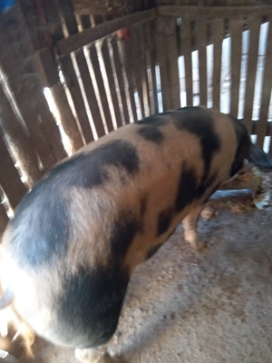 De vânzare porci pentru Crăciun  - imagine 3