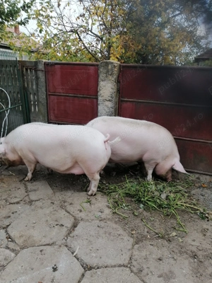 Vand porci 2 Bucăți pentru craciun - imagine 2