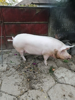 Vand porci 2 Bucăți pentru craciun