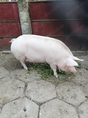 Vand porci 2 Bucăți pentru craciun - imagine 3