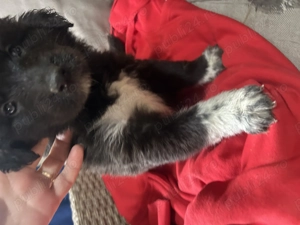 Vând căței ciobănești  de 5saptamani ,mâncăcioși și jucăuși de culoare negru fetiță și alb băiat în 