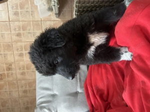 Vând căței ciobănești  de 5saptamani ,mâncăcioși și jucăuși de culoare negru fetiță și alb băiat în  - imagine 3