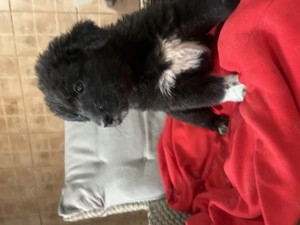 Vând căței ciobănești  de 5saptamani ,mâncăcioși și jucăuși de culoare negru fetiță și alb băiat în  - imagine 2