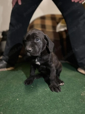 Cane corso puiuti - imagine 4
