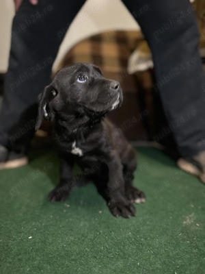 Cane corso puiuti - imagine 5
