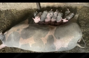 Porci și purcei pentru Crăciun  - imagine 4