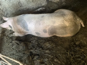 Porci și purcei pentru Crăciun  - imagine 3