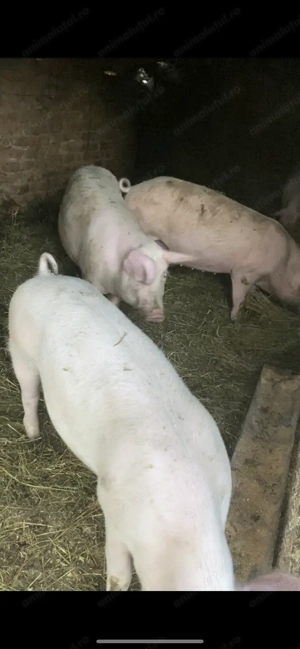 Porci și purcei pentru Crăciun  - imagine 2