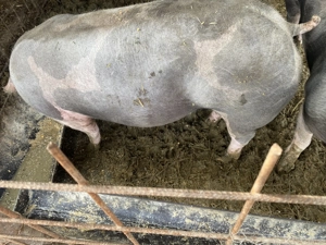 Porci și purcei pentru Crăciun 