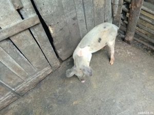 porc. vinzare - imagine 3