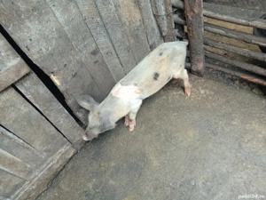 porc. vinzare - imagine 5