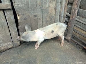 porc. vinzare - imagine 2